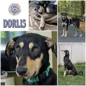 DORLIS (♀) in 63477 Maintal