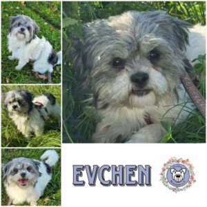 EVCHEN (♀) in 18311 Ribnitz Damgarten - reserviert