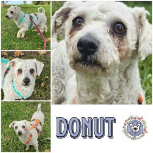 DONUT (♀) in 18311 Ribnitz Damgarten