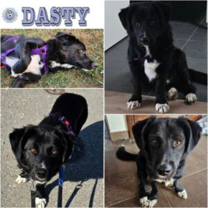 DASTY (♂) in 86513 Ursberg