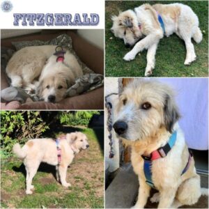 FITZGERALD (♂) in 72379 Hechingen