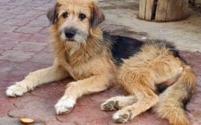 Stellungnahme Tierheim Baile Herculane 🐶