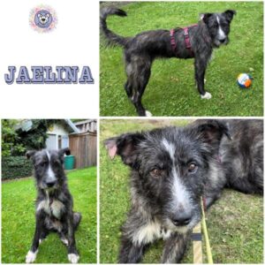 JAELINA (♀) in 48361 Beelen