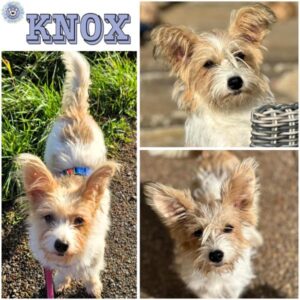 KNOX (♂) in 55595 Gebroth