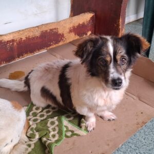 MONIKA (♀) - reserviert Tierhilfe Lebenswert DR 22.10.26