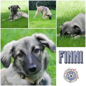 FINNI (♀) in 21493 Möhnsen
