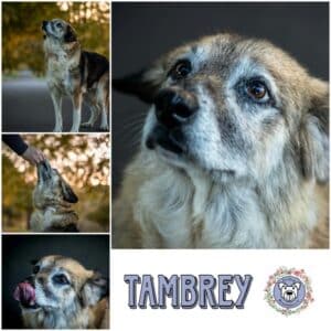 TAMBREY (♀) in 57627 Marzhausen