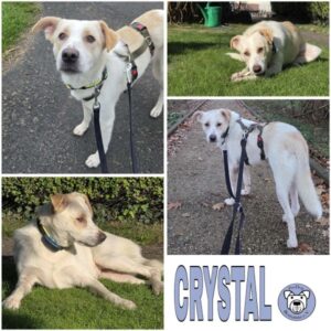 CRYSTAL (♀) 47475 Kamp-Lintfort
