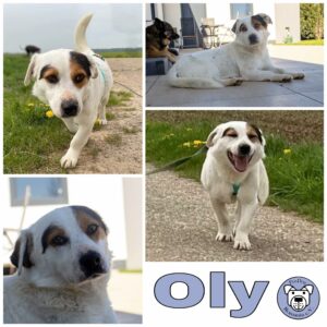 Oly in 53909 Zülpich - vermittelt